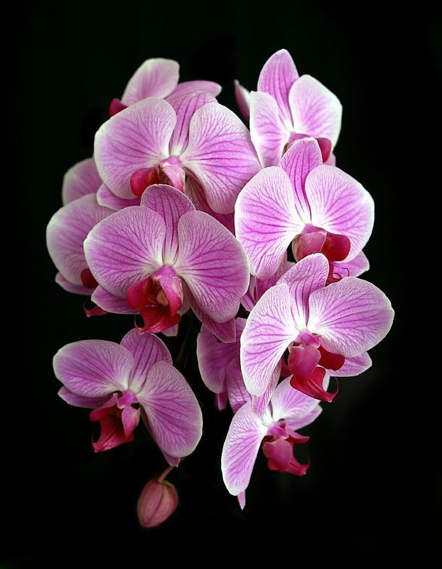 We always have a great selection of live phalaenopsis orchids plants and get new plants daily.